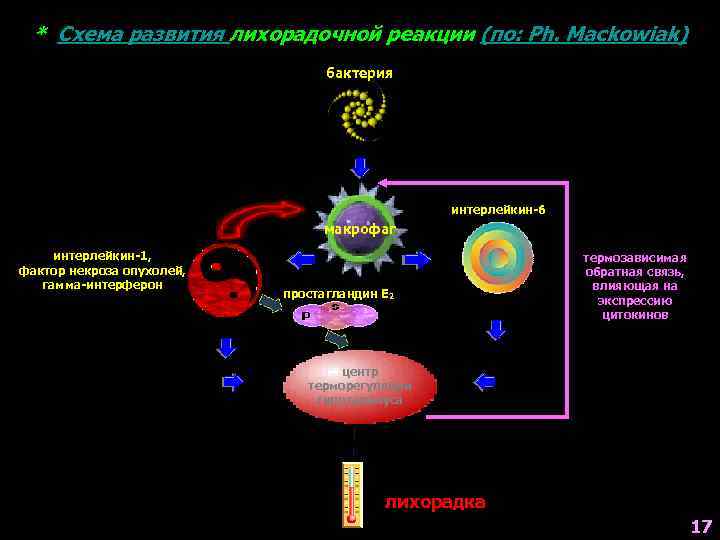 * Схема развития лихорадочной реакции (по: Ph. Mackowiak) бактерия интерлейкин-6 макрофаг интерлейкин-1, фактор некроза