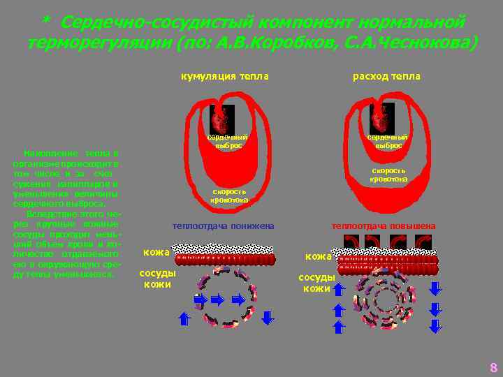 * Сердечно-сосудистый компонент нормальной терморегуляции (по: А. В. Коробков, С. А. Чеснокова) кумуляция тепла