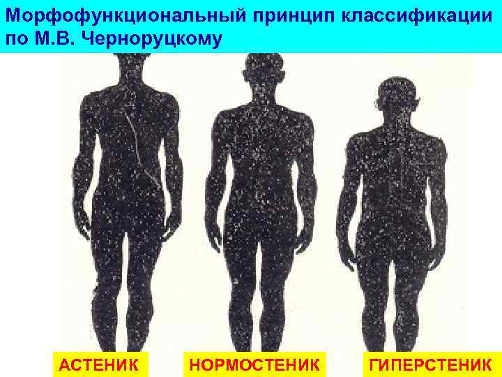 Морфофункциональный принцип классификации по М. В. Черноруцкому АСТЕНИК НОРМОСТЕНИК ГИПЕРСТЕНИК 