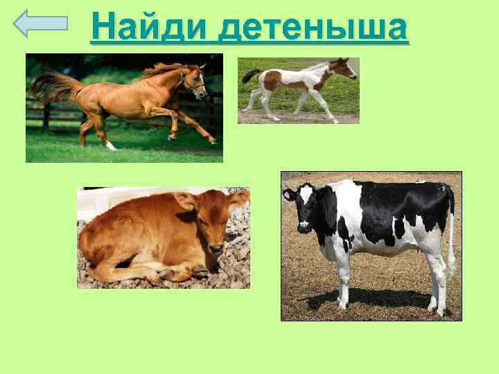 Найди детеныша 