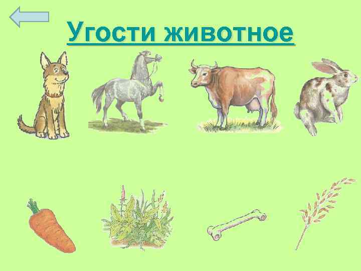 Угости животное 