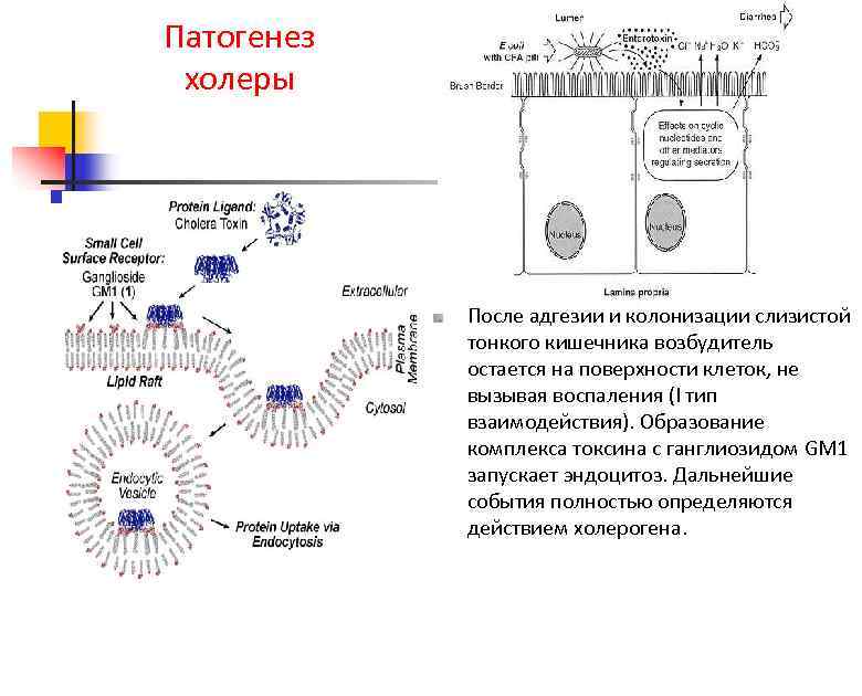 Патогенез холеры После адгезии и колонизации слизистой тонкого кишечника возбудитель остается на поверхности клеток,