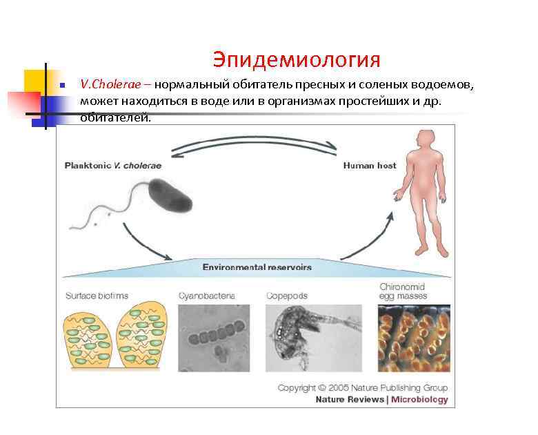 Эпидемиология n V. Cholerae – нормальный обитатель пресных и соленых водоемов, может находиться в