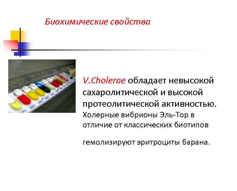 Биохимические свойства V. Cholerae обладает невысокой сахаролитической и высокой протеолитической активностью. Холерные вибрионы Эль-Тор