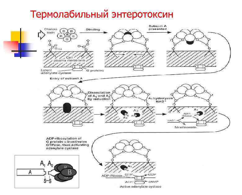 Термолабильный энтеротоксин 