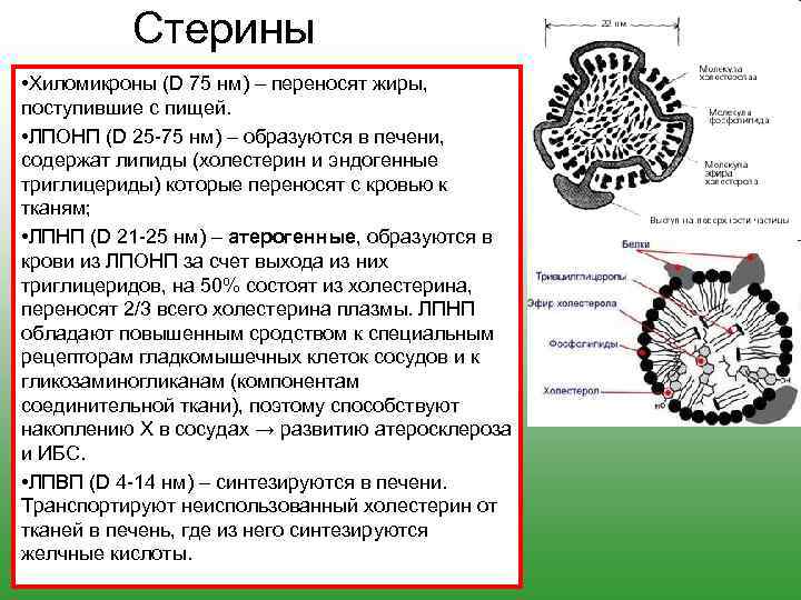 Стерины • Хиломикроны (D 75 нм) – переносят жиры, поступившие с пищей. • ЛПОНП