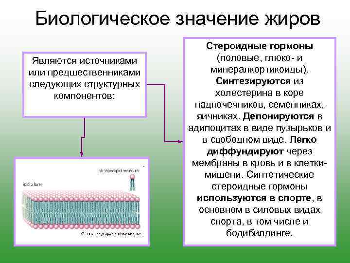 Что является минимальным структурным элементом презентации