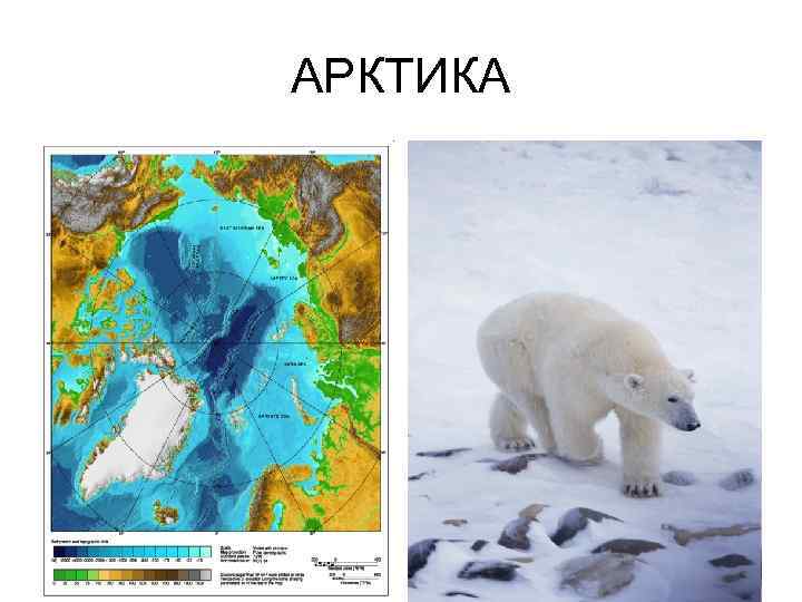АРКТИКА 