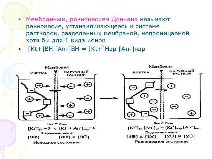  • Мембранным, равновесием Доннана называют равновесие, устанавливающееся в системе растворов, разделенных мембраной, непроницаемой