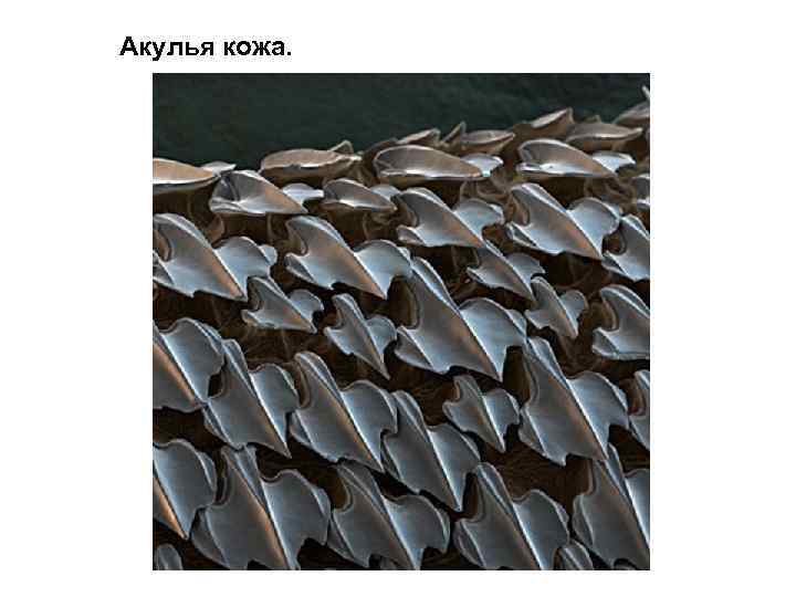 Акулья кожа. 