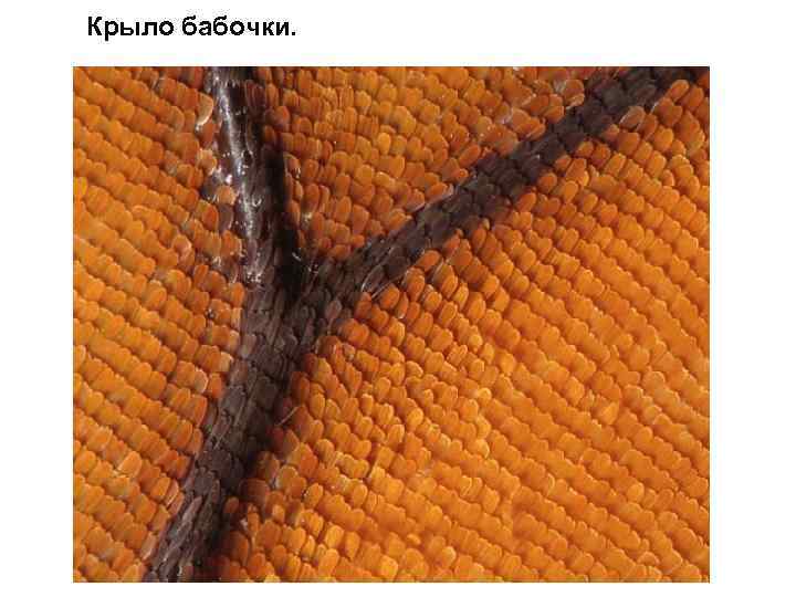 Крыло бабочки. 
