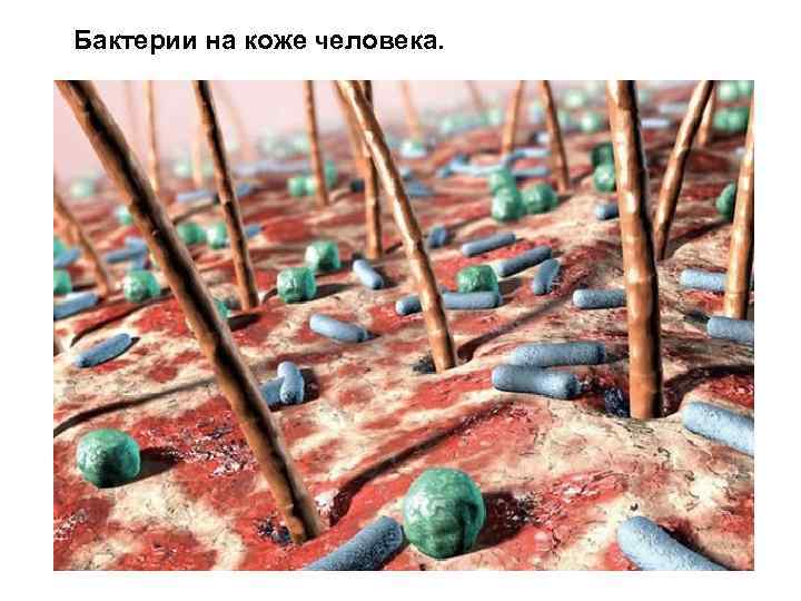 Бактерии на коже человека. 