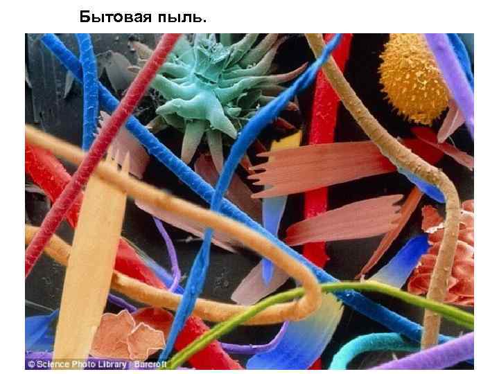 Бытовая пыль. 