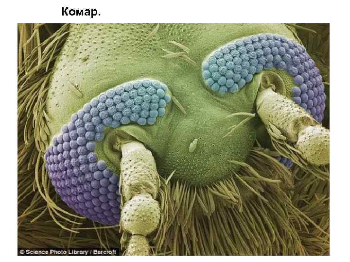 Комар. 