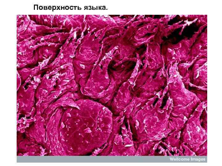 Поверхность языка. 
