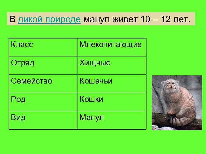 В дикой природе манул живет 10 – 12 лет. Класс Млекопитающие Отряд Хищные Семейство