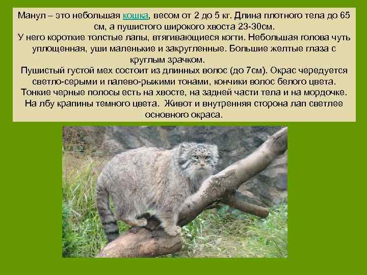 Манул – это небольшая кошка, весом от 2 до 5 кг. Длина плотного тела