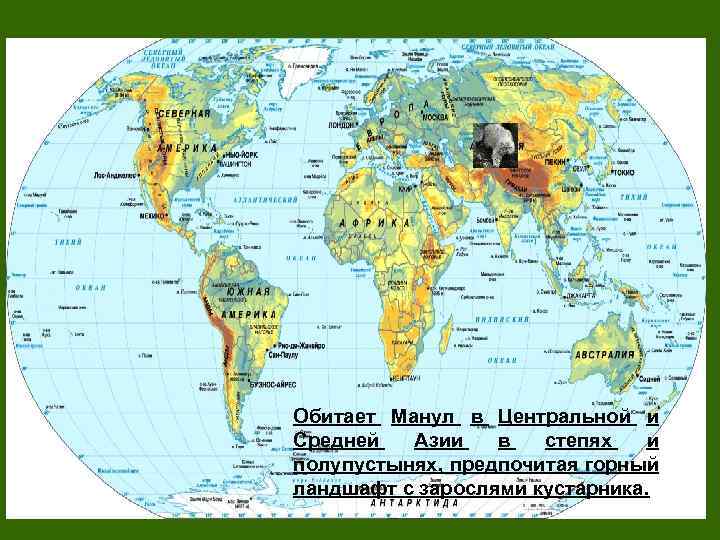 Обитает Манул в Центральной и Средней Азии в степях и полупустынях, предпочитая горный ландшафт