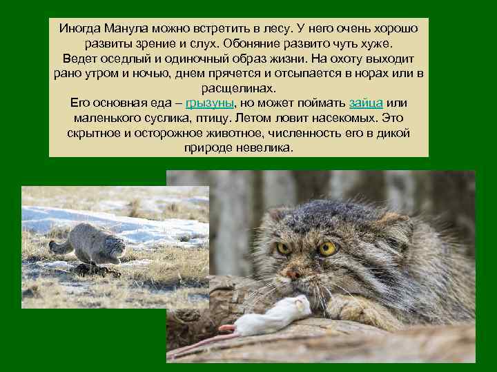 Иногда Манула можно встретить в лесу. У него очень хорошо развиты зрение и слух.