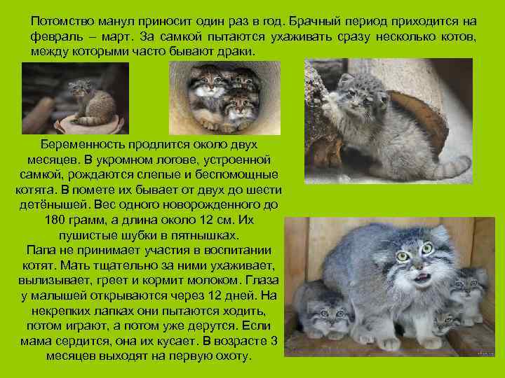 Потомство манул приносит один раз в год. Брачный период приходится на февраль – март.
