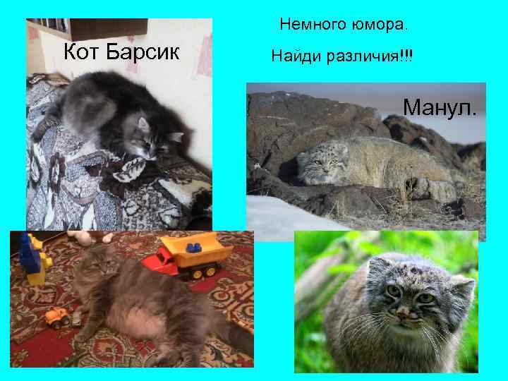 Немного юмора. Кот Барсик Найди различия!!! Манул. 