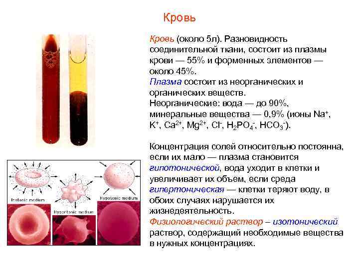 Кровь (около 5 л). Разновидность соединительной ткани, состоит из плазмы крови — 55% и