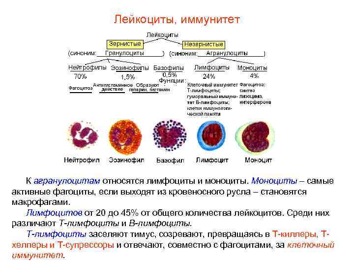 Лейкоциты, иммунитет К агранулоцитам относятся лимфоциты и моноциты. Моноциты – самые активные фагоциты, если