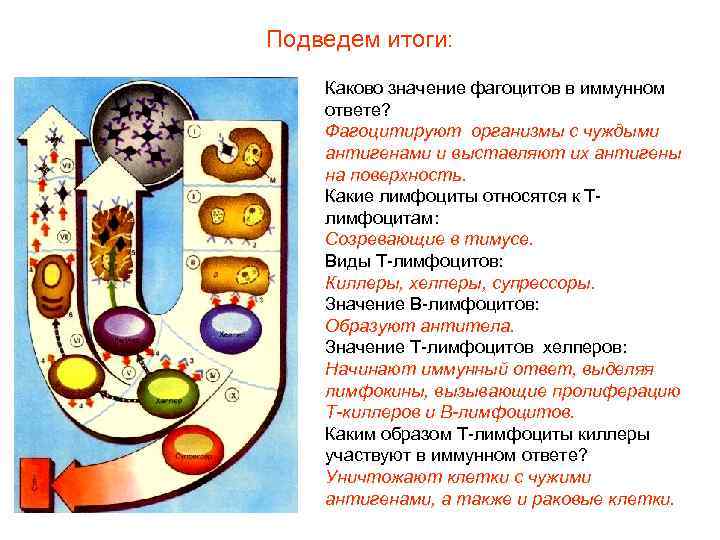 Подведем итоги: Каково значение фагоцитов в иммунном ответе? Фагоцитируют организмы с чуждыми антигенами и