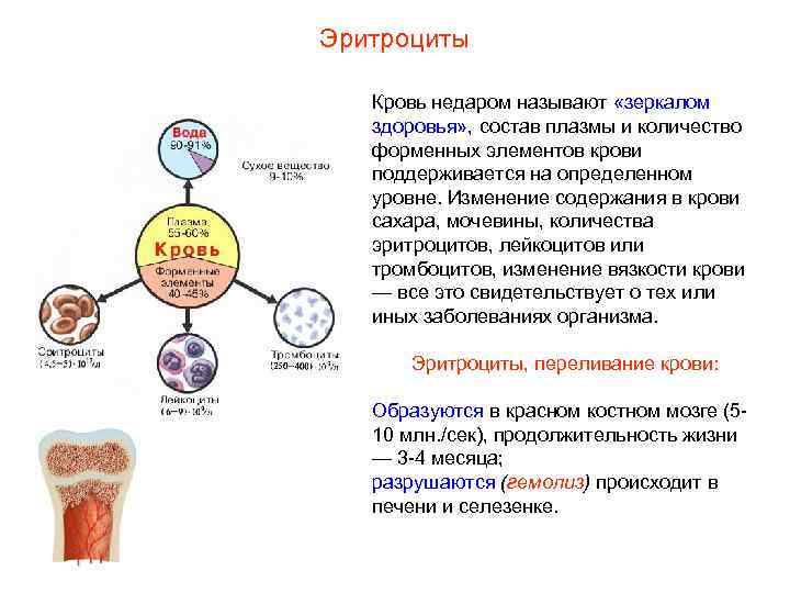 Эритроциты Кровь недаром называют «зеркалом здоровья» , состав плазмы и количество форменных элементов крови