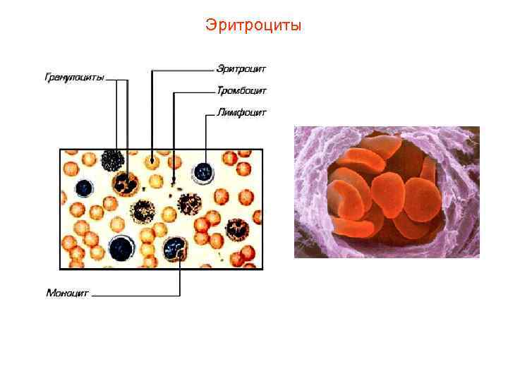 Эритроциты 