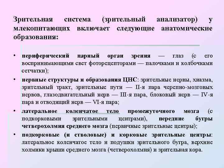 Зрительная система (зрительный анализатор) у млекопитающих включает следующие анатомические образования: • периферический парный орган