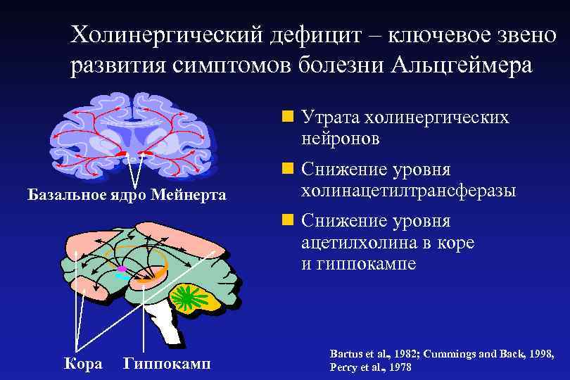 Холинергический дефицит – ключевое звено развития симптомов болезни Альцгеймера n Утрата холинергических нейронов Базальное