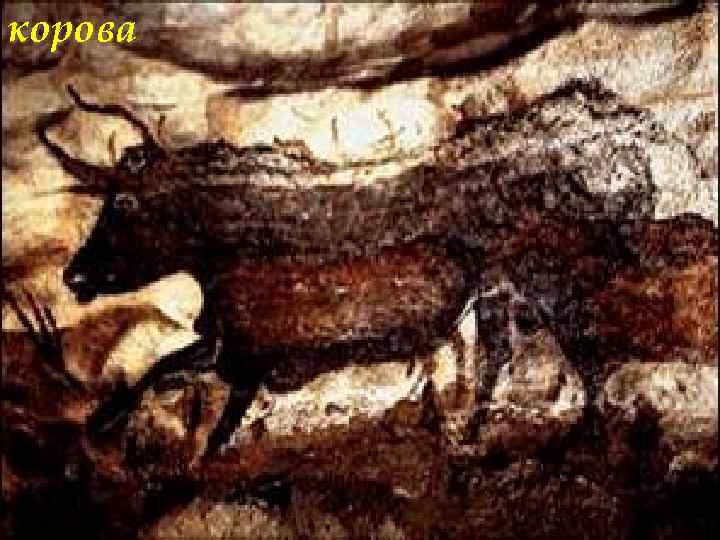 корова 
