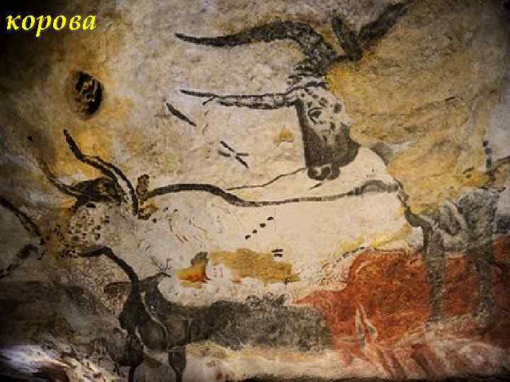 корова 