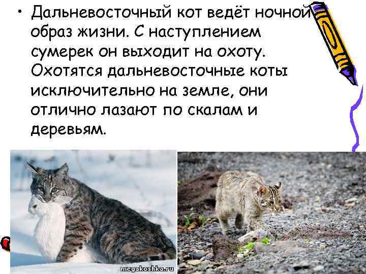 Веди кота