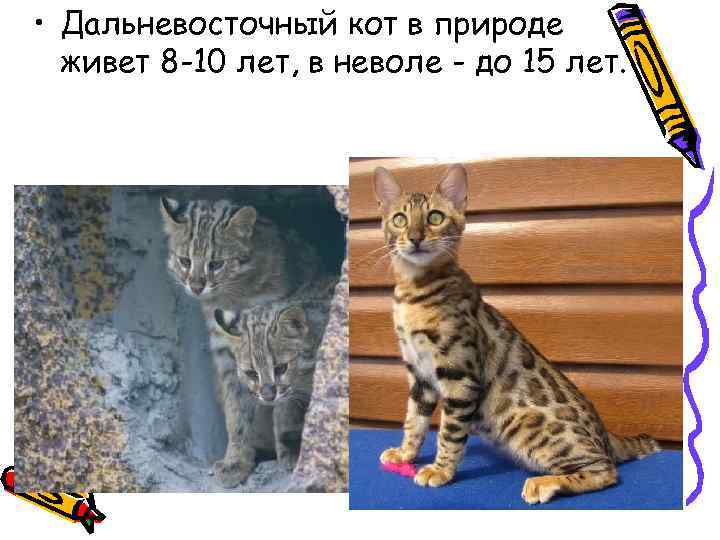  • Дальневосточный кот в природе живет 8 -10 лет, в неволе - до