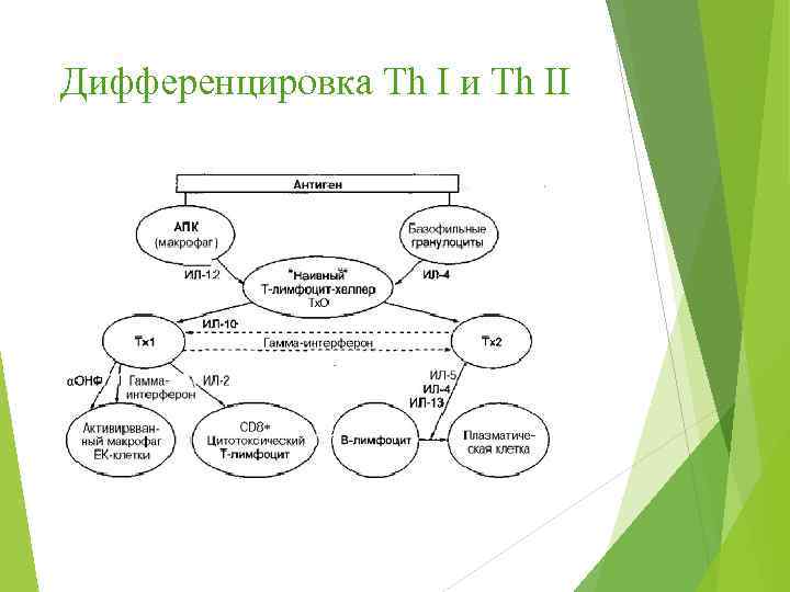 Дифференцировка Th I и Th II 