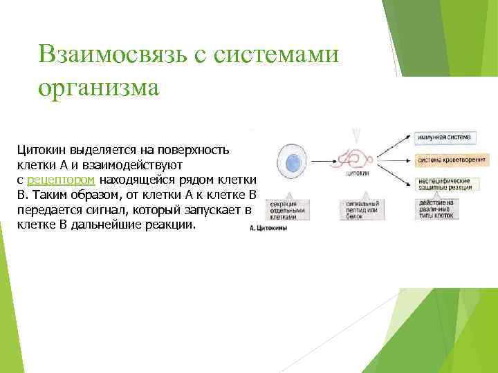 Взаимосвязь с системами организма Цитокин выделяется на поверхность клетки А и взаимодействуют с рецептором
