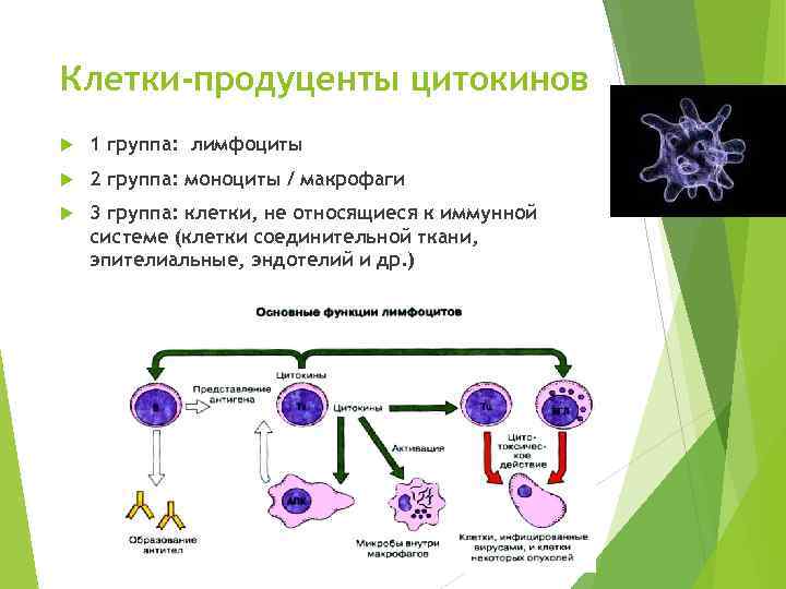 Клетки-продуценты цитокинов 1 группа: лимфоциты 2 группа: моноциты / макрофаги 3 группа: клетки, не