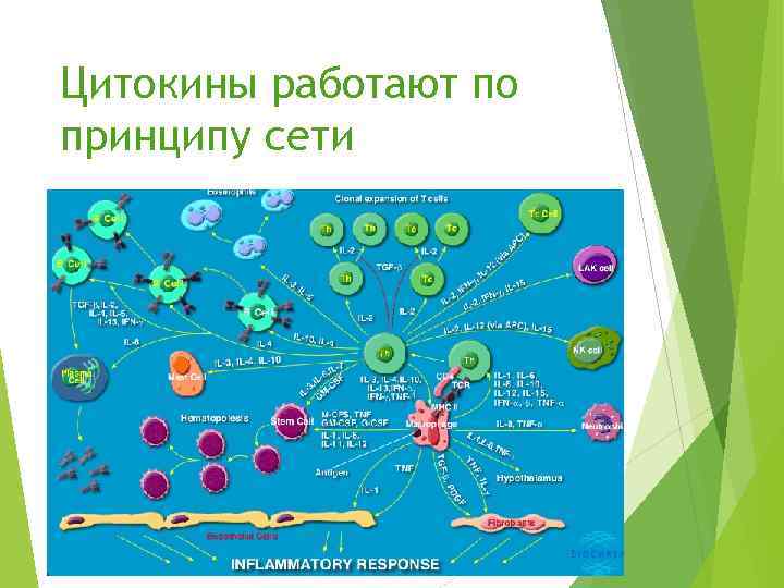 Цитокины работают по принципу сети 