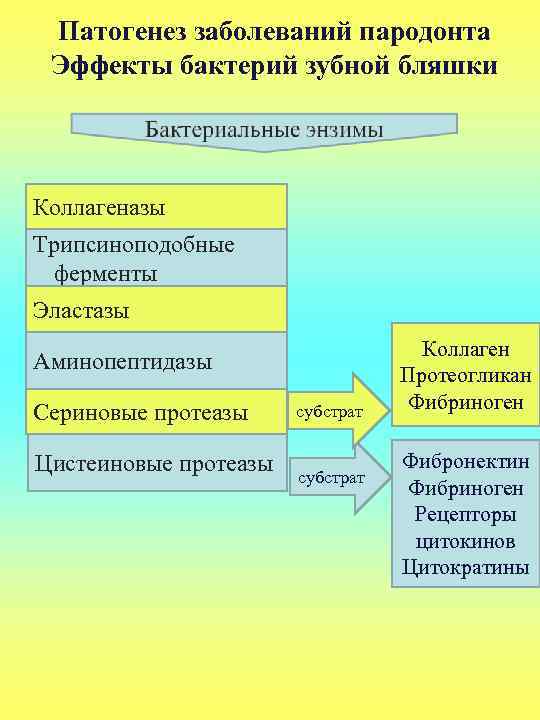 Патогенез заболеваний пародонта Эффекты бактерий зубной бляшки Коллагеназы Трипсиноподобные ферменты Эластазы Аминопептидазы Сериновые протеазы