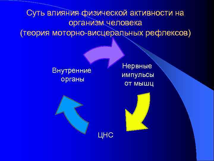 Суть влияния физической активности на организм человека (теория моторно-висцеральных рефлексов) Нервные импульсы от мышц