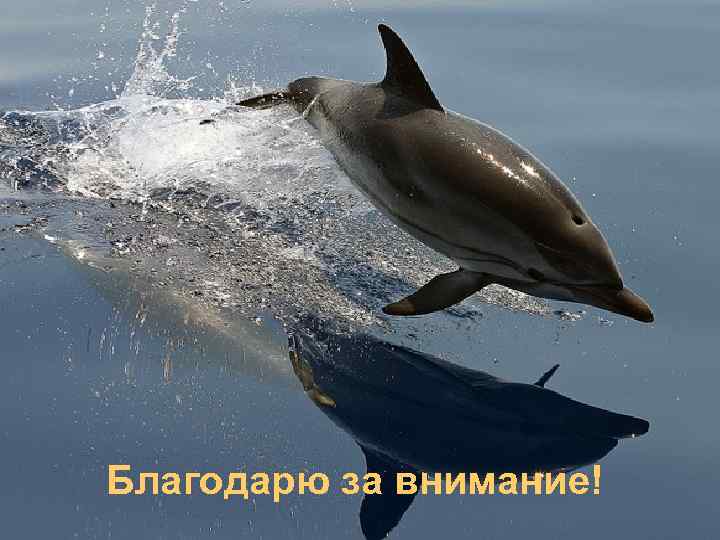 Благодарю за внимание! 