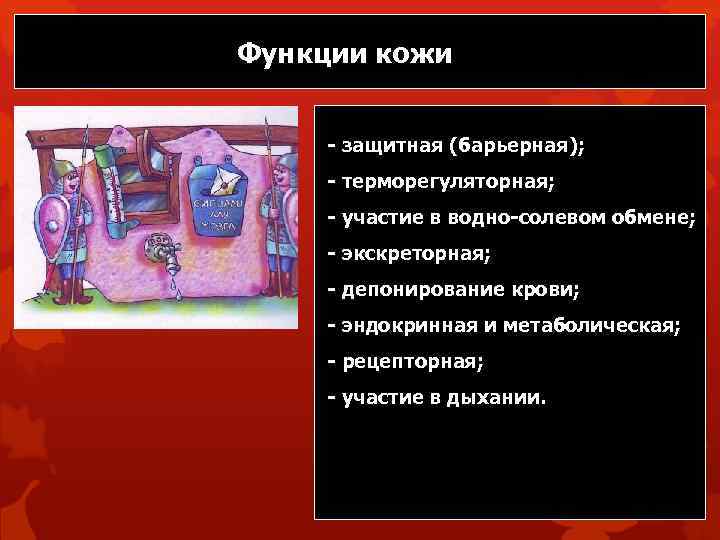 Функции кожи - защитная (барьерная); - терморегуляторная; - участие в водно-солевом обмене; - экскреторная;