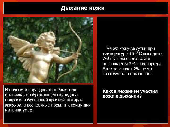 Дыхание кожи Через кожу за сутки при температуре +30˚C выводится 7 -9 г углекислого