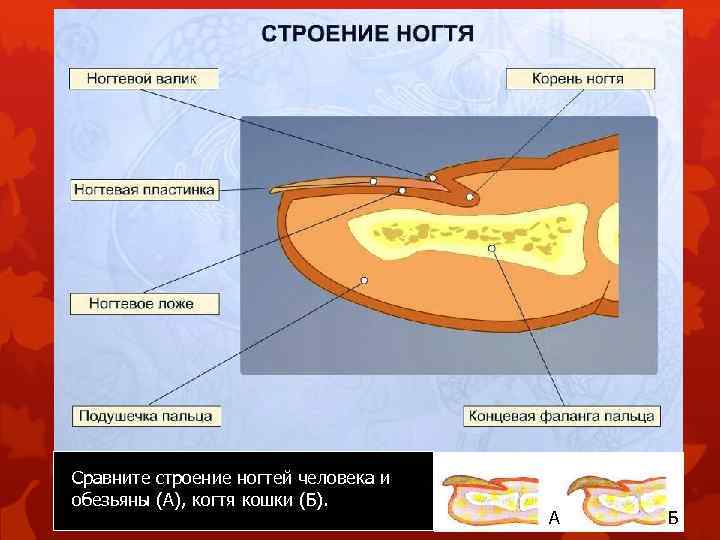 Сравните строение ногтей человека и обезьяны (А), когтя кошки (Б). А Б 