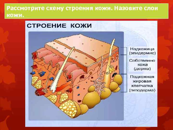 Рассмотрите схему строения кожи. Назовите слои кожи. 