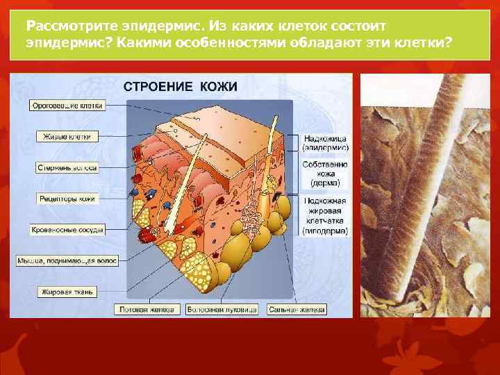 Рассмотрите эпидермис. Из каких клеток состоит эпидермис? Какими особенностями обладают эти клетки? 