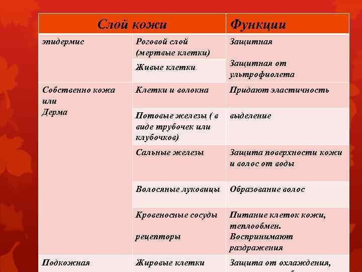 Строение Слой кожи эпидермис кожи Функции Защитная Живые клетки Защитная от ультрофиолета Клетки и