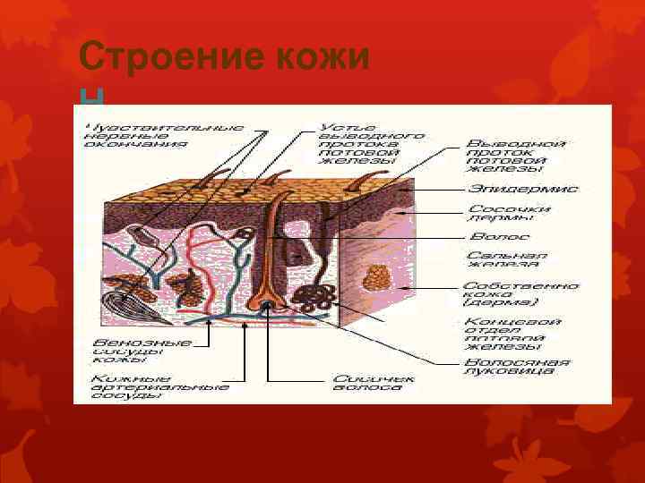 Строение кожи Н 